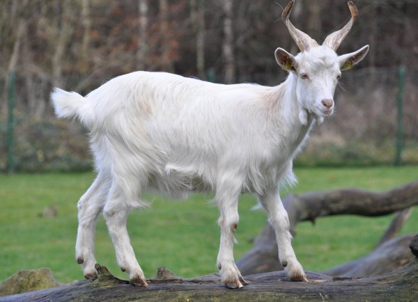 Capra hircus aegagrus