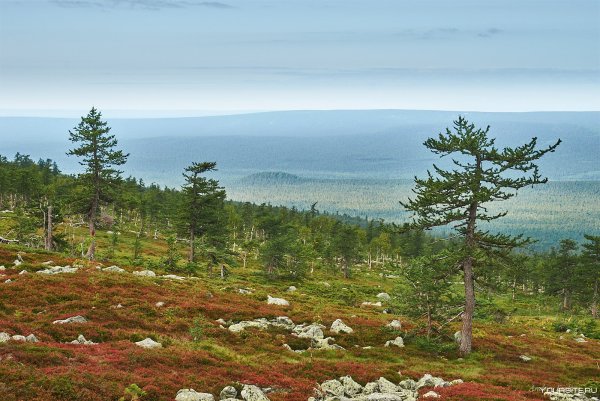 Тундра и лесотундра