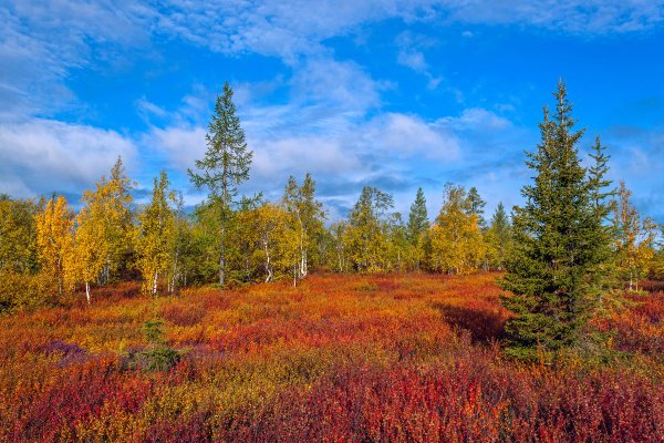 Тундра лесотундра Тайга