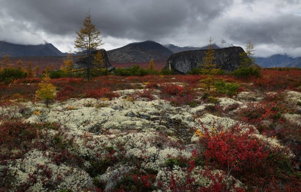 Канадская Приполярная тундра