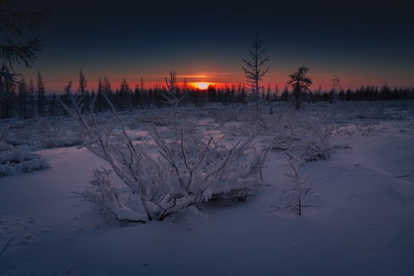 Ямало-Ненецкий автономный округ лесотундра