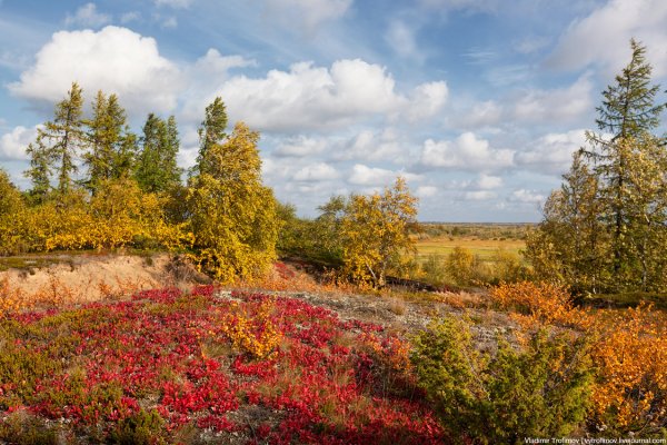 Лесотундра Республики Коми