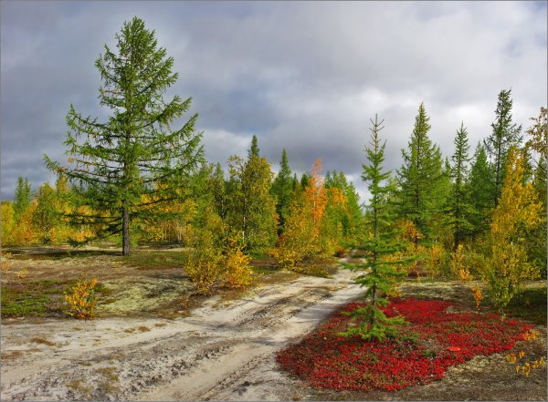 Ямал Ноябрьск природа