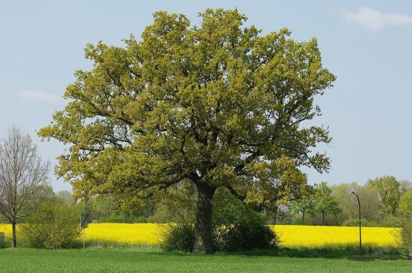 Дуб черешчатый (Quercus Robur)