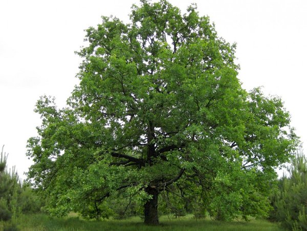 Дуб черешчатый(Quercus Robur) ареал