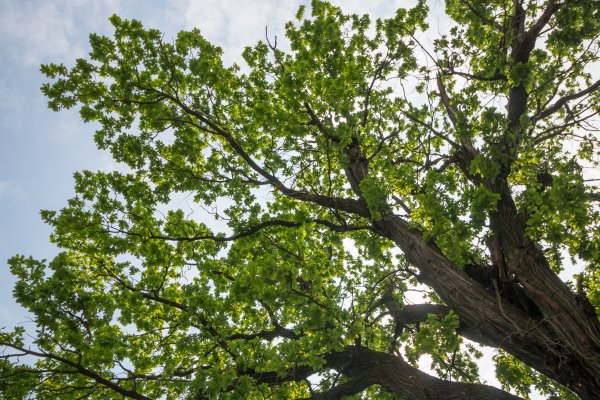 Дуб обыкновенный (Quercus Robur)