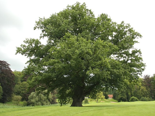 Дуб черешчатый (Quercus Robur l.)