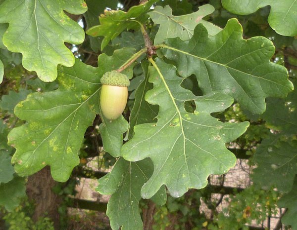 Дуб черешчатый (Quercus Robur)