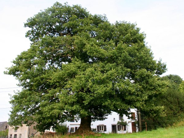 Дуб черешчатый (Quercus Robur)