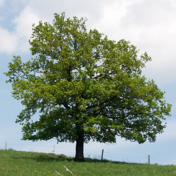 Дуб черешчатый (Quercus Robur)