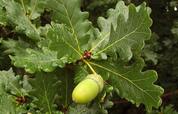 Дуб черешчатый (Quercus Robur)