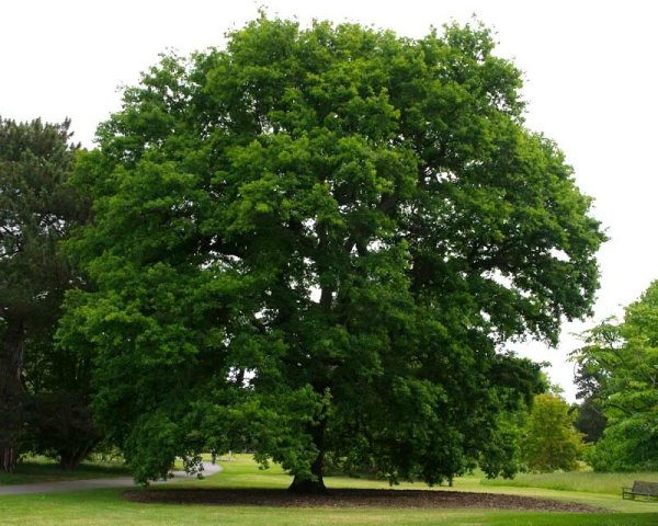 Дуб черешчатый (Quercus Robur l.)