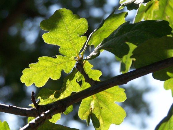 Дуб черешчатый, летний (Quercus Robur)