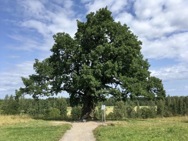 Дуб черешчатый (Quercus Robur)