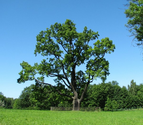 Дуб черешчатый (Quercus Robur)