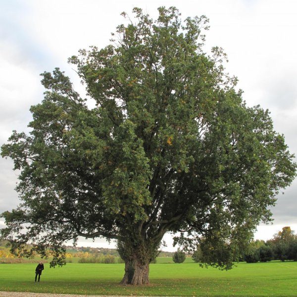 Дуб черешчатый (Quercus Robur)