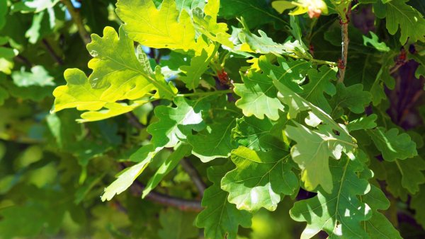 Дуб черешчатый (Quercus Robur)