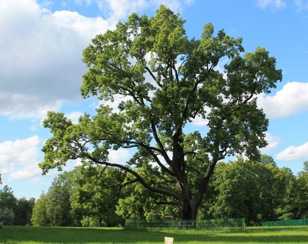 Дуб чере́шчатый - Quercus Robur