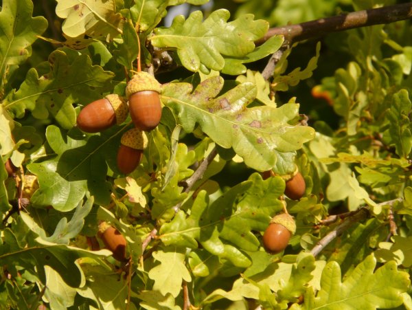 Дуб черешчатый (Quercus Robur)