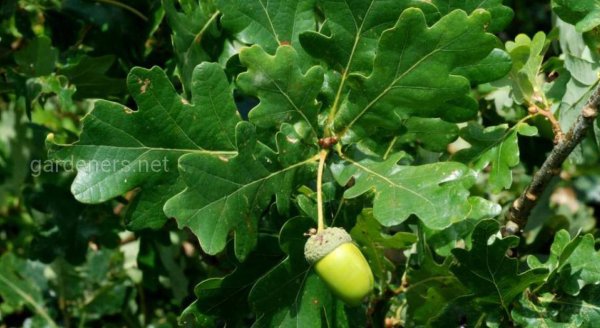 Дуб черешчатый (Quercus Robur)