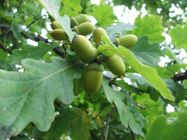 Дуб черешчатый (Quercus Robur l.)