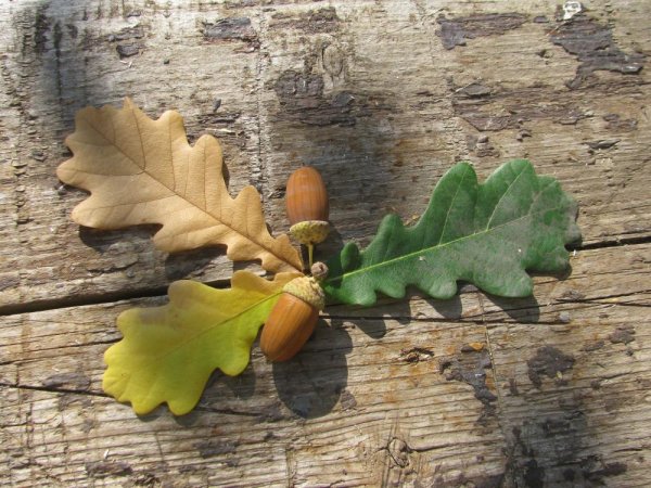 Дуб черешчатый (Quercus Robur)