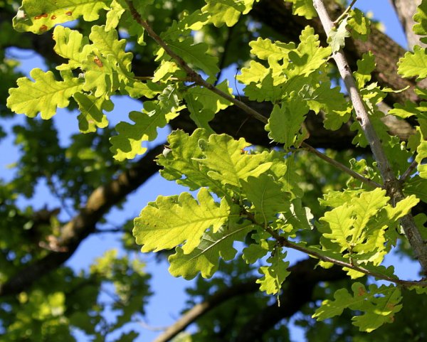 Дуб черешчатый (Quercus Robur l.)