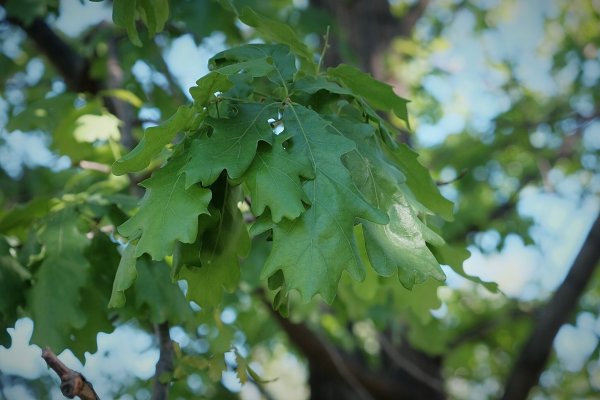 Дуб черешчатый (Quercus Robur l.)