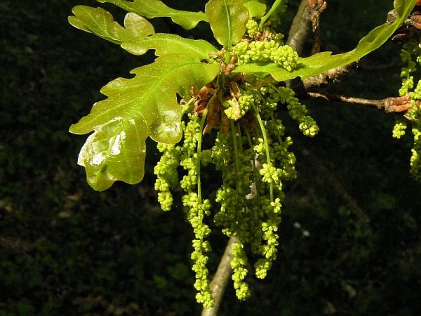 Дуб черешчатый (Quercus Robur)