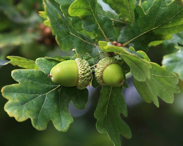 Дуб черешчатый (Quercus Robur)