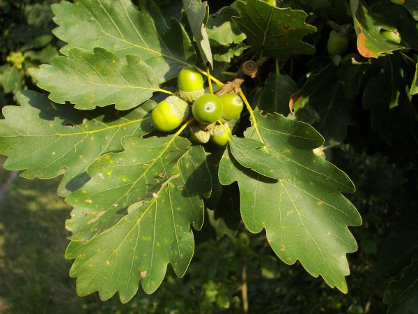 Дуб черешчатый (Quercus Robur)