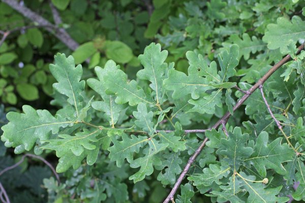 Дуб черешчатый (Quercus Robur l.)