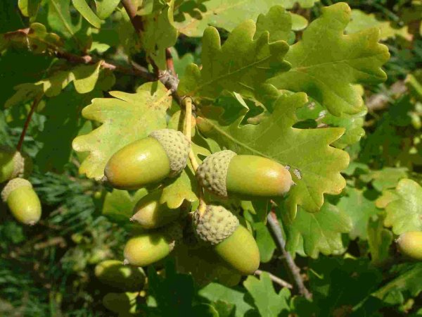 Дуб черешчатый (Quercus Robur l.)