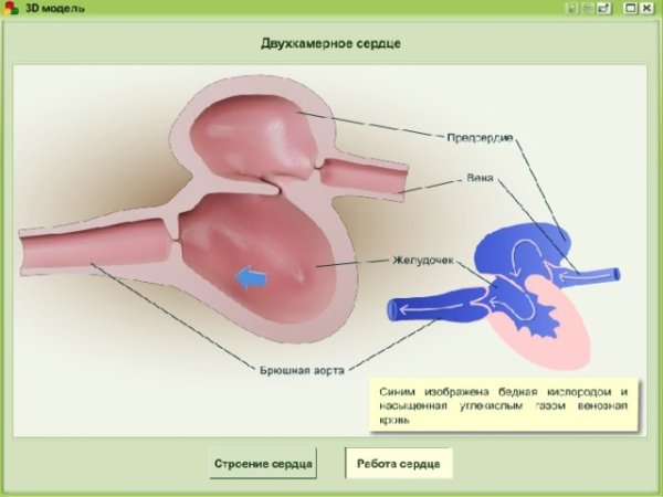 Двухкамерное сердце у человека порок