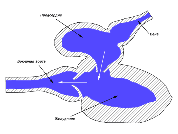 Строение сердца хрящевых рыб