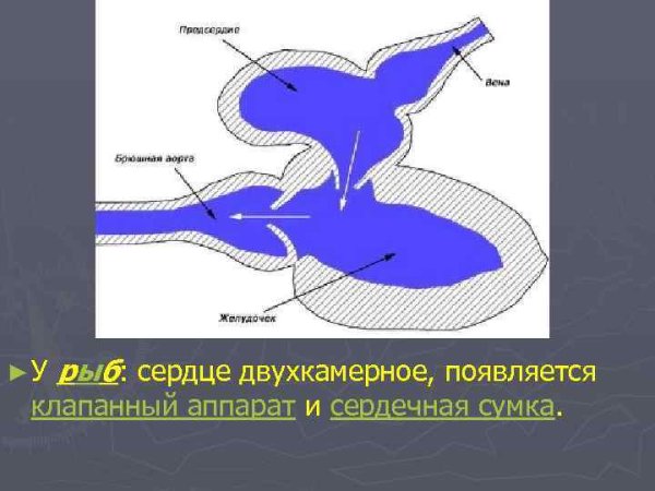 Двухкамерное сердце у рыб