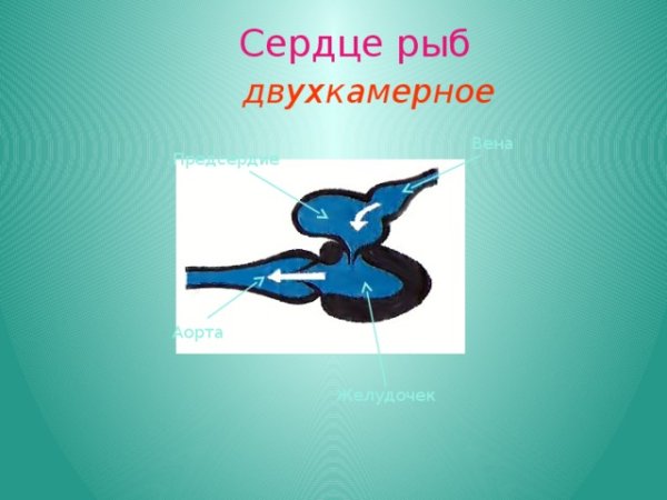 Сердце рыбы