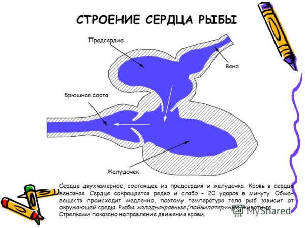 Строение сердца костных рыб