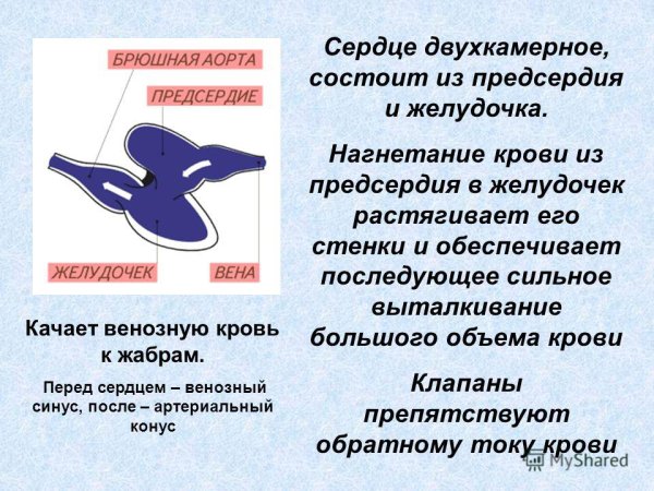 Двухкамерное сердце состоящее из предсердия и желудочка имеют