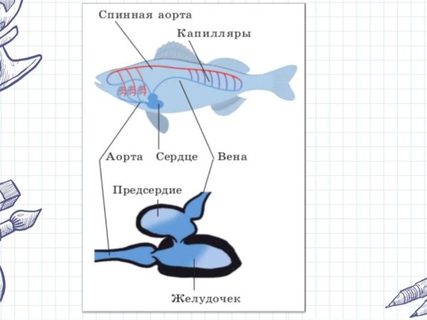Сердце рыбы рисунок