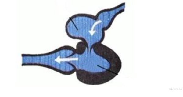 Строение двухкамерного сердца у рыб