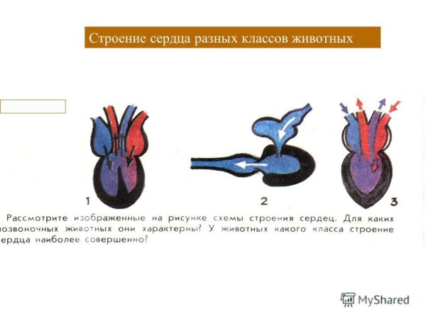 Строение сердца позвоночных животных
