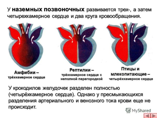 Двухкамерное и трехкамерное сердце строение