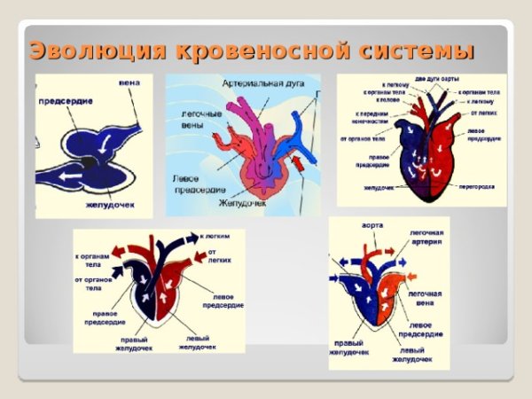 Ароморфозы кровеносной системы земноводных