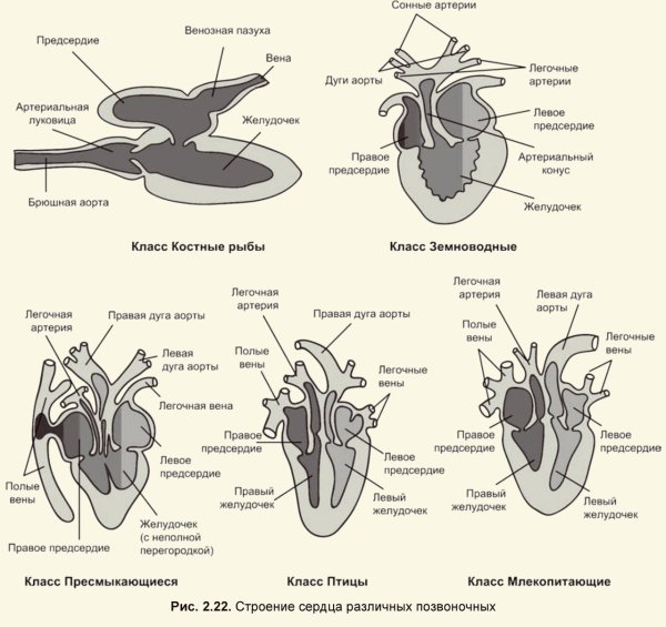 Строение сердец разных классов животных