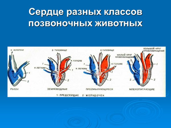 Строение кровеносной системы позвоночных животных
