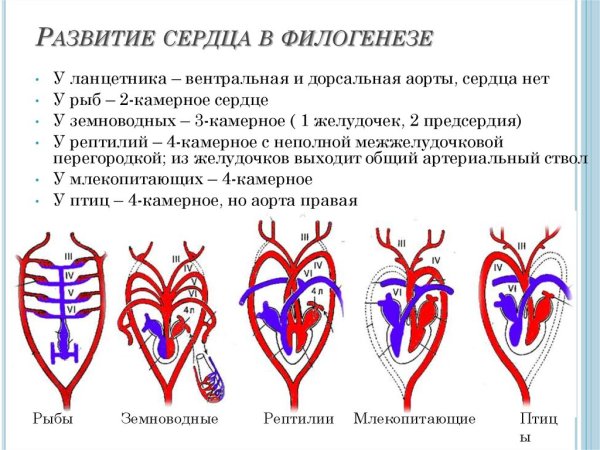 Замкнутая и незамкнутая кровеносная система у животных