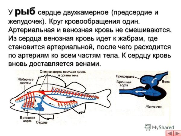 Кровеносная система рыб земноводных пресмыкающихся птиц