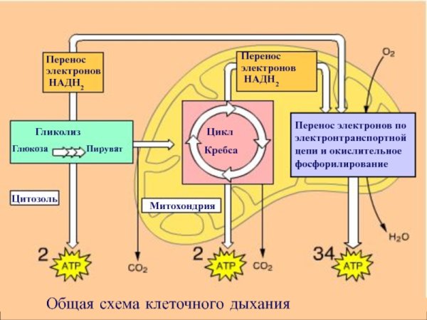 Стадии клеточного дыхания схема