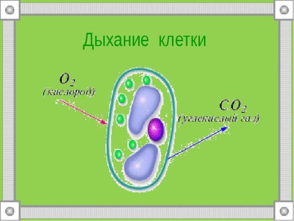 Процесс дыхания клетки